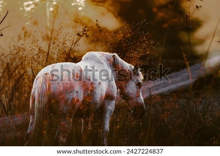 Double exposure photography of a white horse in the summer sunset light