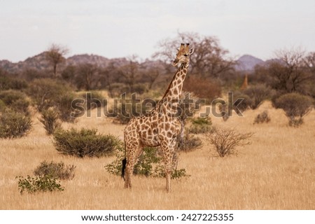 Giraffe is outdoors in the wildlife in the Africa.