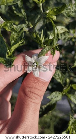 The picture of chili flower. There is a larva on the flower