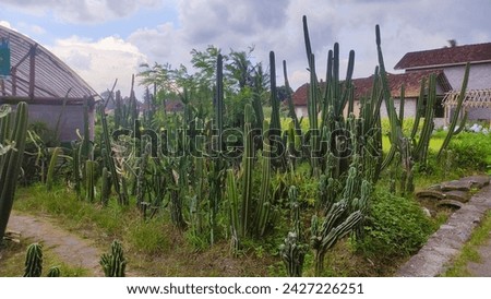 Garden full of Cactus in Indonesia