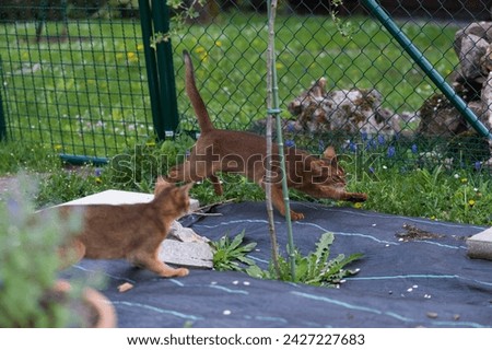 Abyssinia Cats have fun in the Backyard Royalty-Free Stock Photo #2427227683