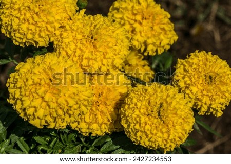 Closeup of a marigold flower for use as a background.
