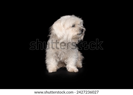maltese terrier on a black background