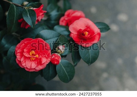 Beautiful pink Camellia flowers in a garden. Selective focus.