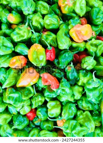 The habanero pepper is a fiery chili pepper with a fruity, citrusy flavor. It is prized for it's level of heat, making it popular for making hot sauces, spicy salsas, click in Maldives 17 Feb 2024