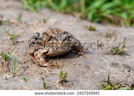 An ordinary frog (Rana temporaria) on the ground in the forest. A wildlife scene from nature