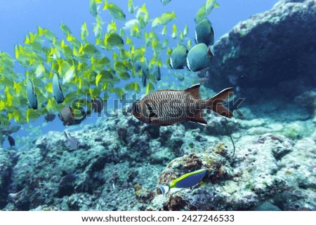 Blacktip soldier fish (Myripristis botche) in the coral reef of Maldives island. Tropical and coral sea wildelife. Beautiful underwater world. Underwater photography.