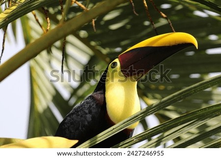 Exotic bird, a toucan on its tropical tree at sunset in Costa Rica