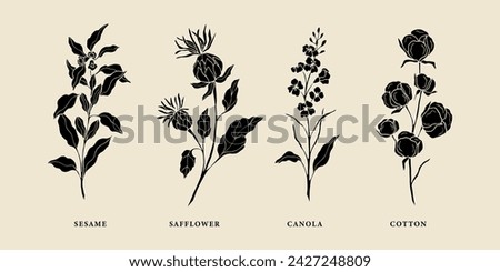 Set of flat vector sesame, safflower, canola, cotton Royalty-Free Stock Photo #2427248809