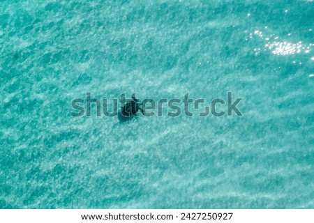 Turtle swimming in blue turquoise water and seen from above