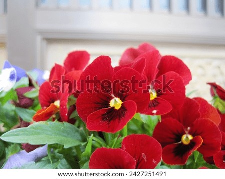  Pictures of red and black viola flowers.                              