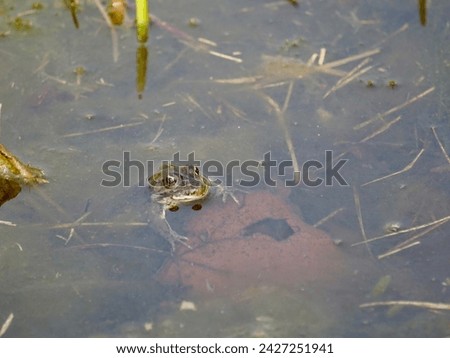 Ecology and behavior of Pelophylax ridibundus: The Marsh frog, winter season