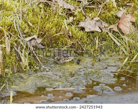 Ecology and behavior of Pelophylax ridibundus: The Marsh frog, winter season Royalty-Free Stock Photo #2427251943
