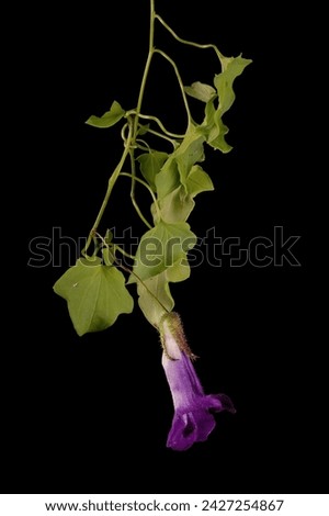 Trailing Snapdragon (Maurandya scandens). Flowering Shoot Closeup Royalty-Free Stock Photo #2427254867