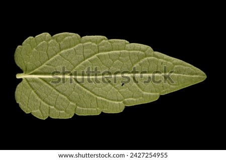 Common Skullcap (Scutellaria galericulata). Isolated Leaf Closeup Royalty-Free Stock Photo #2427254955