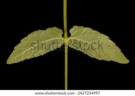 Common Skullcap (Scutellaria galericulata). Leaf Pair Closeup Royalty-Free Stock Photo #2427254997