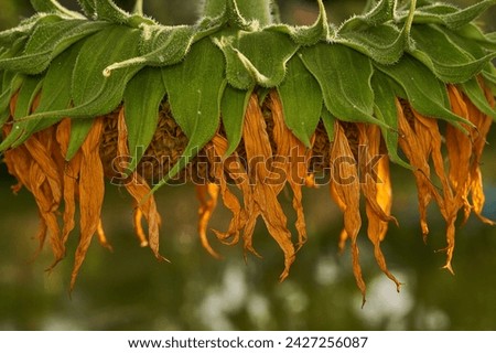 a sunflower looking down drying