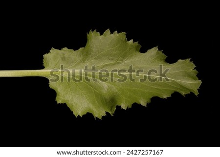Blue Eryngo (Eryngium planum). Basal Leaf Closeup Royalty-Free Stock Photo #2427257167