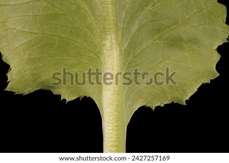 Blue Eryngo (Eryngium planum). Basal Leaf Base Closeup Royalty-Free Stock Photo #2427257169
