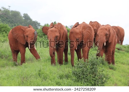 African wildlife, Tsavo National Park, Amboseli National Park, Kenya, Elephants, Gazelles, Baboons, Birds, Hippo, Flamingoes, Crown birds, landscape