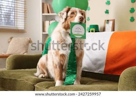 Cute Australian Shepherd dog with card and Irish flag on sofa at home. St. Patrick's Day celebration
