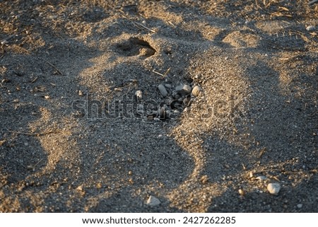 An anthill with ants is located on the beach of the Mediterranean Sea in September. Ants are eusocial insects of the family Formicidae. Pefkos or Pefki, Rhodes Island, Greece