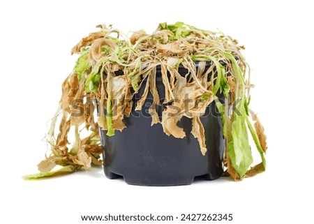 Withered letuce sprouts isolated on a white background Homegrowing sick salad . Herbs seedling growing in pot is dying. Royalty-Free Stock Photo #2427262345