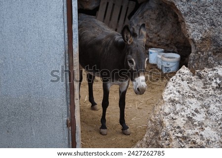 The donkey lives on the island of Rhodes in August. The donkey, Equus asinus or Equus africanus asinus, is a domesticated equine. Rhodes, Greece Royalty-Free Stock Photo #2427262785