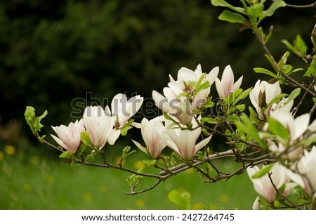 Magnolia flowers in arboretum in Kórnik (Poland). Beautiful spring flowers. Pink and green.