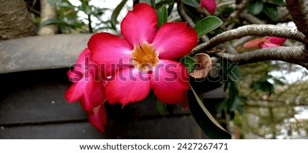 Adenium obesum, more commonly known as a  desert rose, is widely cultivated as a houseplant or a bonsai for its thick succulent trunk, thin, delicate leaves, and luscious,deep pink beautiful flowers.
