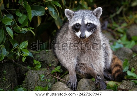 A wild raccoon is looking for food on the ground. Portrait of a wild raccoon Royalty-Free Stock Photo #2427269947