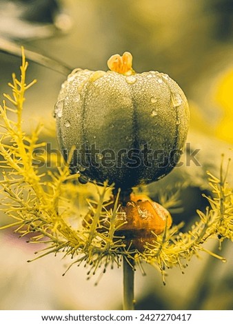 A pumpkin that is still freshly bearing fruit from its flower juice is also nicknamed Halloween with a closeup macro photo