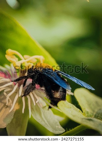 Xylocopa latipes, the broad-handed carpenter bee, is a species of carpenter bee that is widespread throughout Southeast Asia.