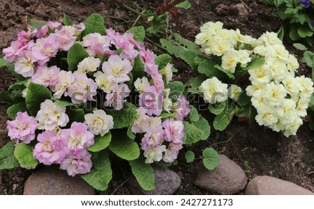 Pink, lilac and yellow color Primrose Pink Champagne (Primula Belarina) and cream and yellow color Primrose Cream (Primula Belarina) flower in a garden in June 2023 Royalty-Free Stock Photo #2427271173