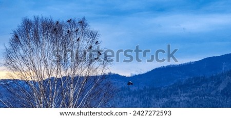 Birds sit on tree branches against the backdrop of mountains during sunset in winter