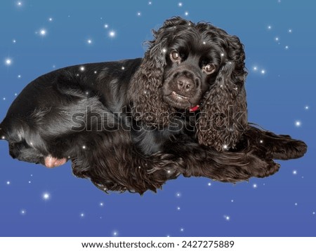 cute black Cocker breed dog posing to the camera editable background
