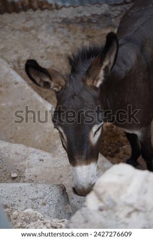 The donkey lives on the island of Rhodes in August. The donkey, Equus asinus or Equus africanus asinus, is a domesticated equine. Rhodes, Greece Royalty-Free Stock Photo #2427276609