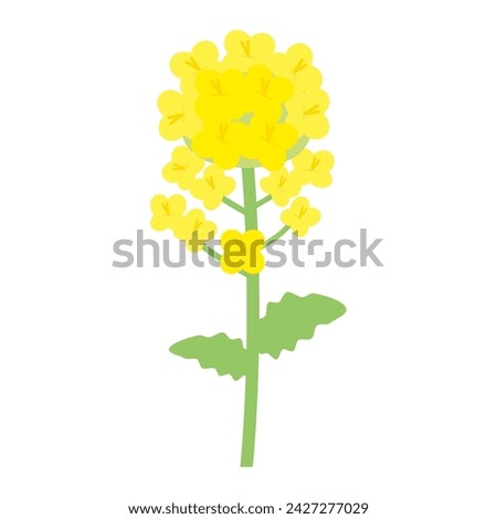 A simple and cute illustration of a yellow canola flower.