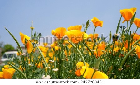 California Poppy (Eschscholzia californica) blooming in the garden Royalty-Free Stock Photo #2427283451