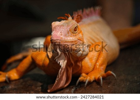close up photo of a very exotic red iguana