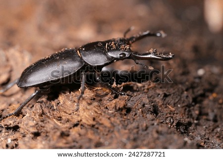 Japanese small stag beetle (Kokuwagata, male, Dorcus rectus) that has just come out of hibernation (Natural+flash light, macro close-up photography)