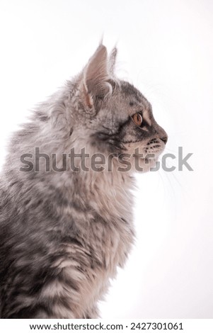 Cat Maine Coon Grey Profile with Whiskers