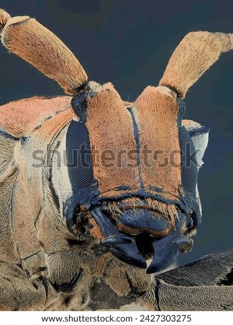 The picture showcases an insect with extraordinary detail, revealing the rich textures and colors of its large antennae and compound eyes. With a dark background that accentuates its features,