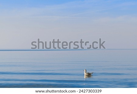 A white seagull peacefully floating on the serene waters of the Baltic Sea in Mrzeżyno, West Pomeranian Voivodeship. The bird contrasts beautifully with the blue sea.