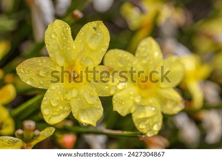 A macro shot of a wet winter jasmine bloom. Royalty-Free Stock Photo #2427304867