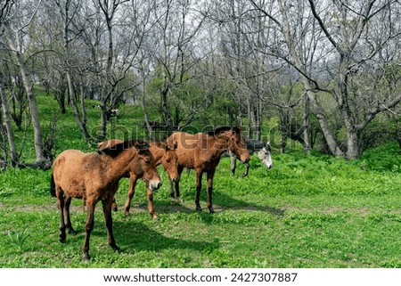 Sary-Chelek Lake in Kyrgyzstan wild horses Royalty-Free Stock Photo #2427307887