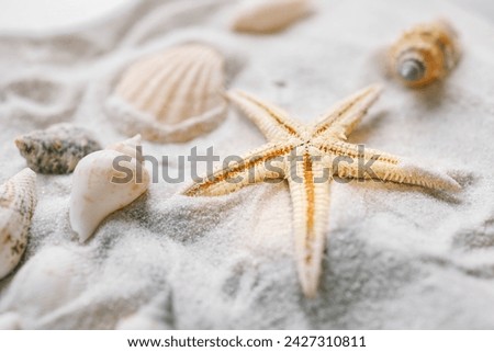 Beautiful seashells and starfish on the white sand beach with copy space top view. Summer holidays travel concept.