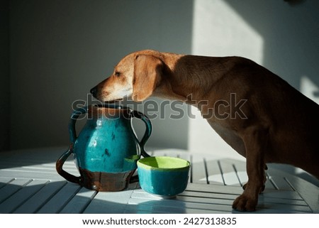 Cute funny dog at table in kitchen, dachshund looking for food, funny kawai puppy. diet, stylish home, healthy lifestyle concept. flowers and fruits. idyllic picture, perfect vibe High quality photo