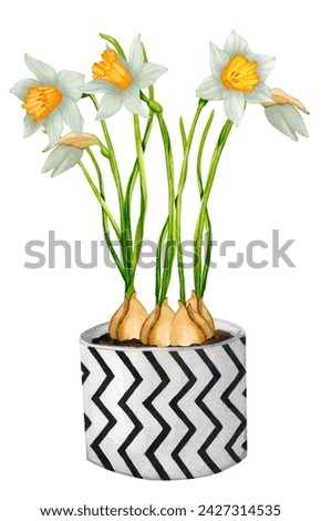 Daffodils growing in a flower pot. Spring flowers. House plants. Botanical illustration. Birthday, Mother's Day, Women's Day. Design elements for packaging, logo, cards, textiles, posters, etc.