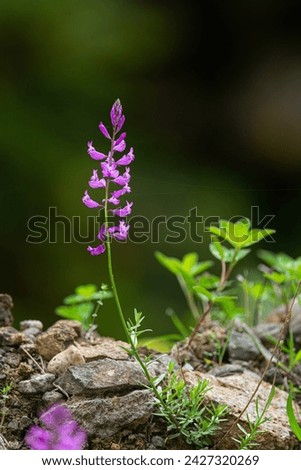 Pink purple flowers of Great Milkwort on the meadow with copy space. Polygala major